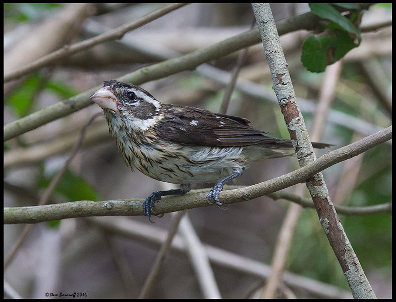 _6SB1560 rose-breasted grosbeak female.jpg